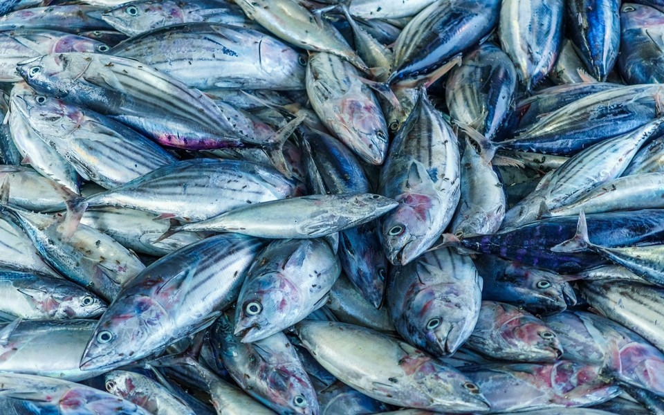 Pesca Atlantico - peixe fresco para mercado e cadeia de frio