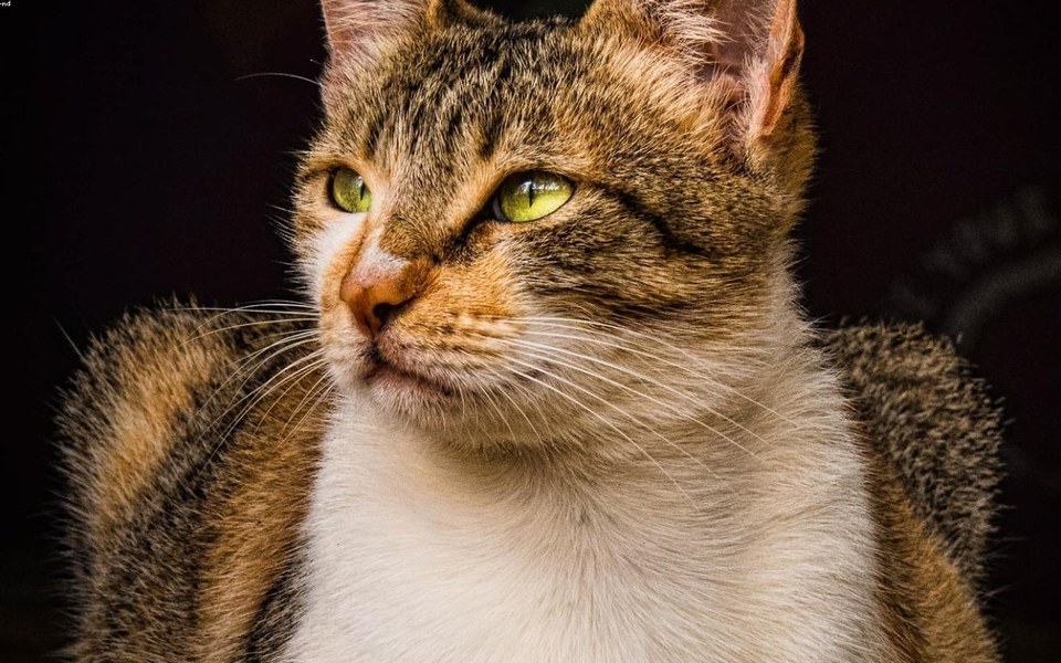 PetAngola - comércio ligado a ração premium, acessórios, marcação veterinária e adoção responsável
